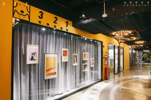 疫情中，一個寵物照相館老板的心路歷程